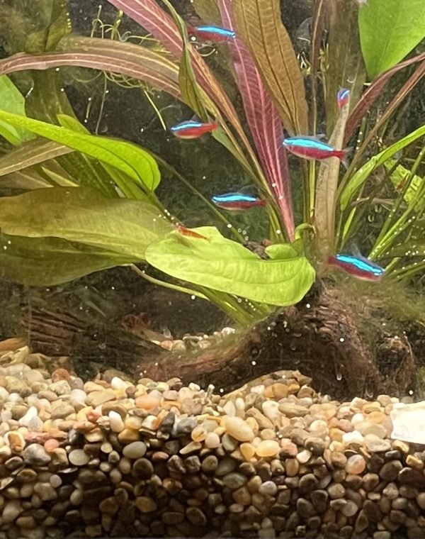 aquarium with cardinal tetras, amazon sword plant, and gravel substrate