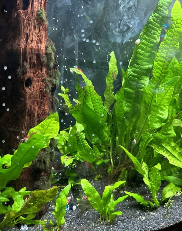 aquarium with java fern plants, black sand, and driftwood